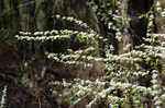 Thunberg's meadowsweet